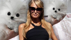 Paris Hilton -- Beware My $13K Dog ... You Might Sit On It