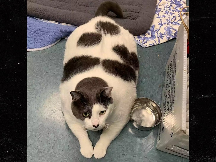 Fat white and black cat