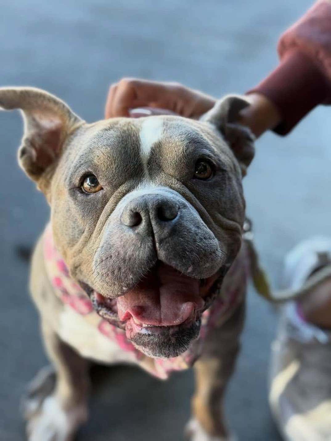Sheamus Dog Betty 8