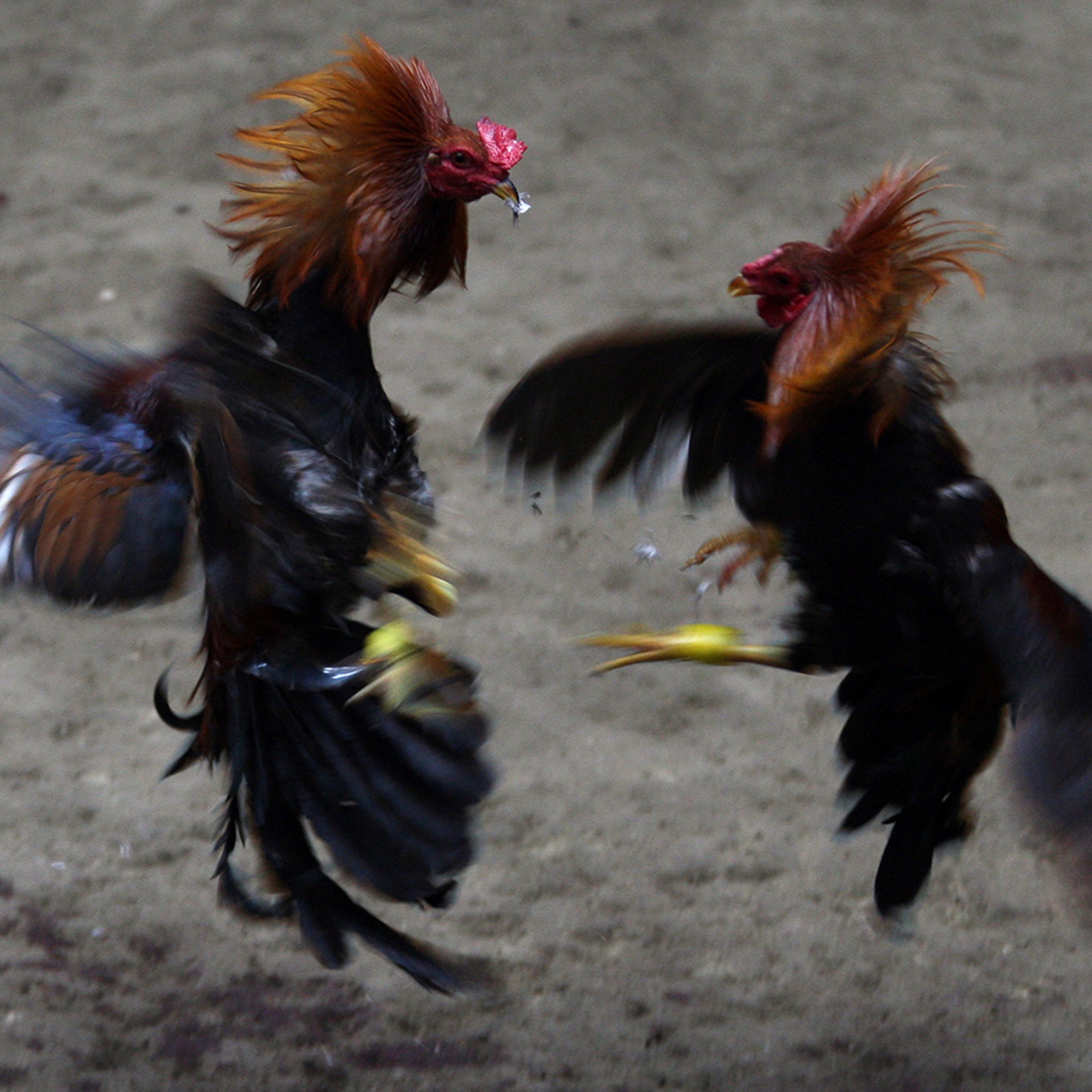 Rooster Kills Man During Illegal Cockfight In India Slashed Owner In Groin