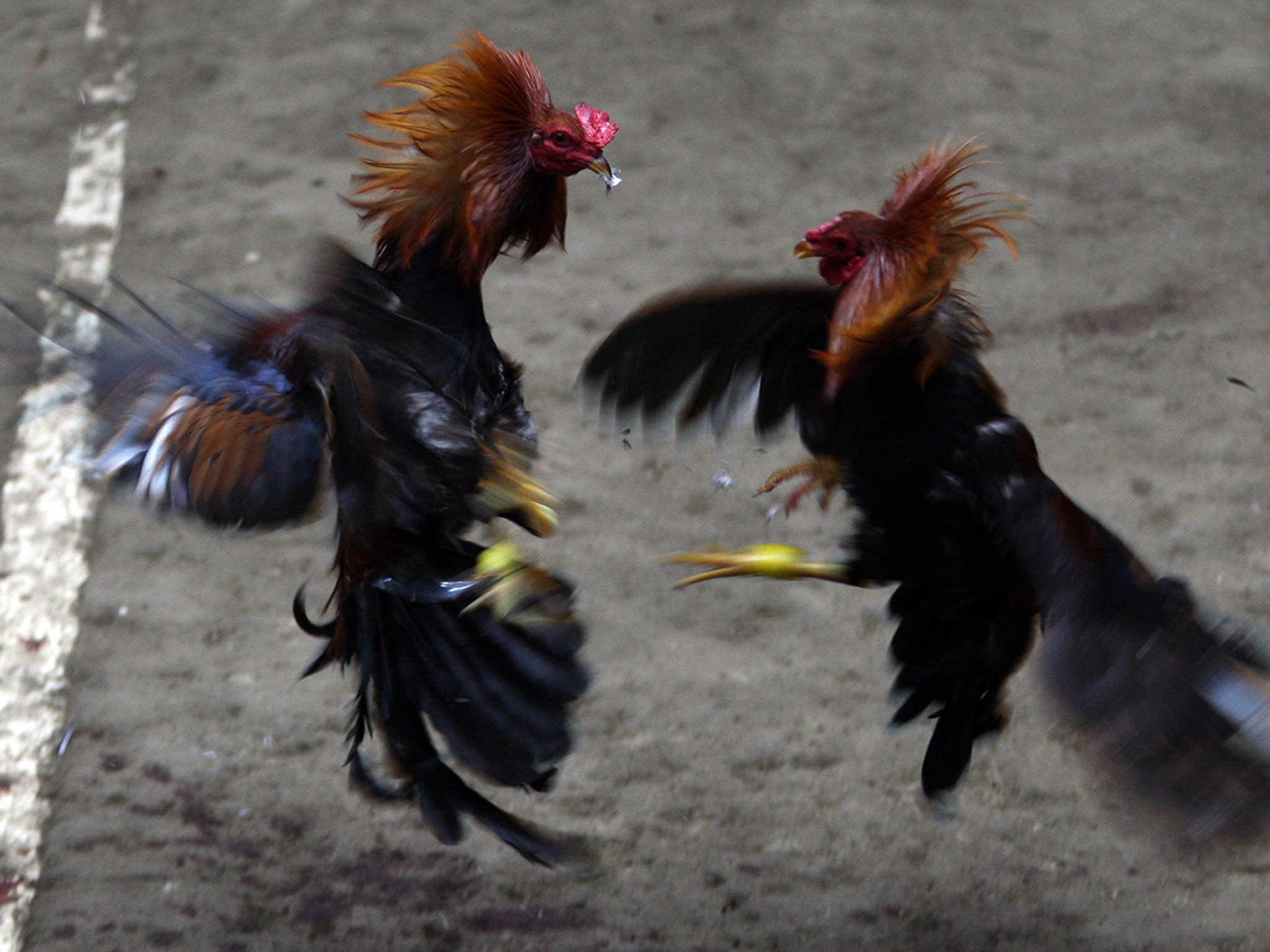 The Blood Sport of Cockfighting -
