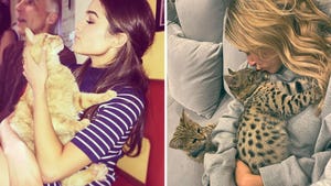 Celebrities With Cats -- Picture Purrfect!