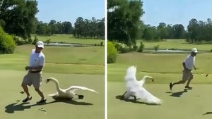 Georgia Golfer Attacked By Big-Ass Swan On Course, Wild Video!