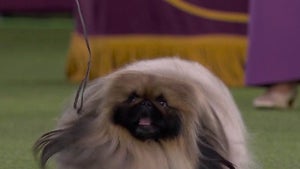 Wasabi the Pekingese Wins Best in Show at 2021 Westminster Dog Show