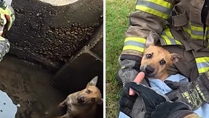 firefighter-puppy-rescue-primary-06-23-2026