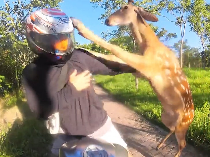 Deer hits man on motorbike