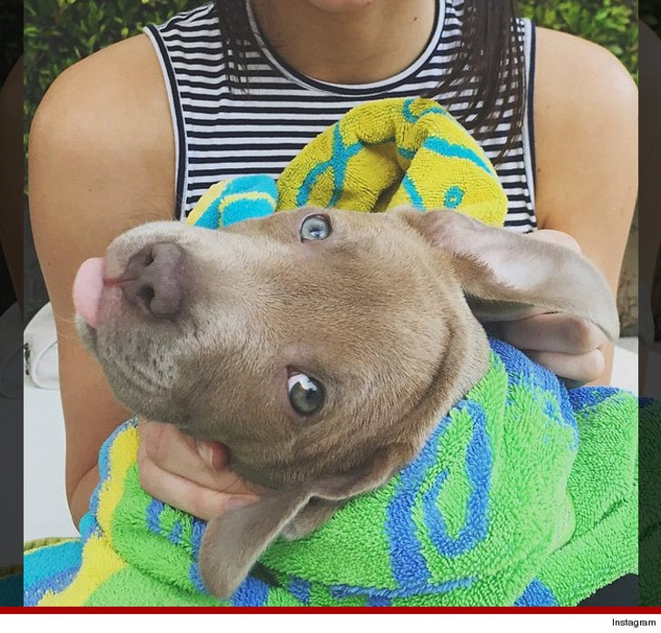 Celebrity Dogs Living Better Than You On National Puppy Day :: 0323-puppy-pic-12