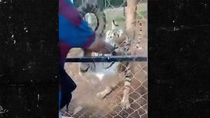 Zookeeper Attacked By Tiger Dies Of Heart Attack