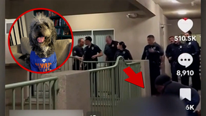 061526_lapd_shoots_dog_primary