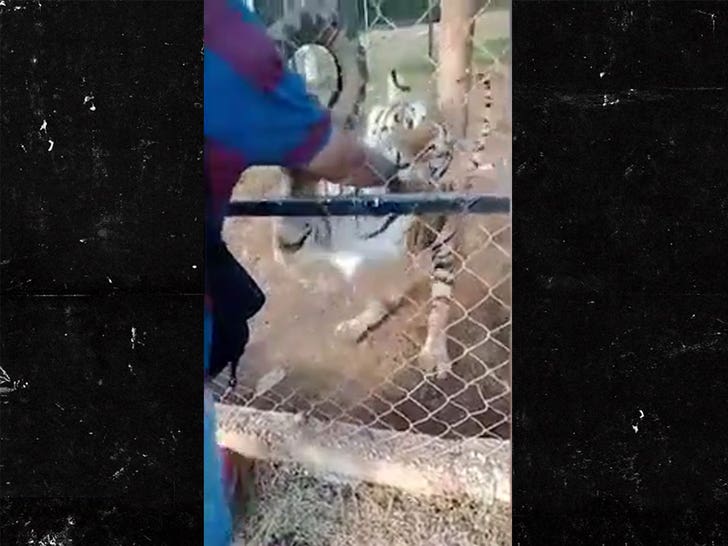 Zookeeper Attacked By Tiger Dies Of Heart Attack.jpg
