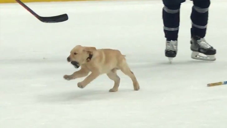 121418_hockey_dog_kal