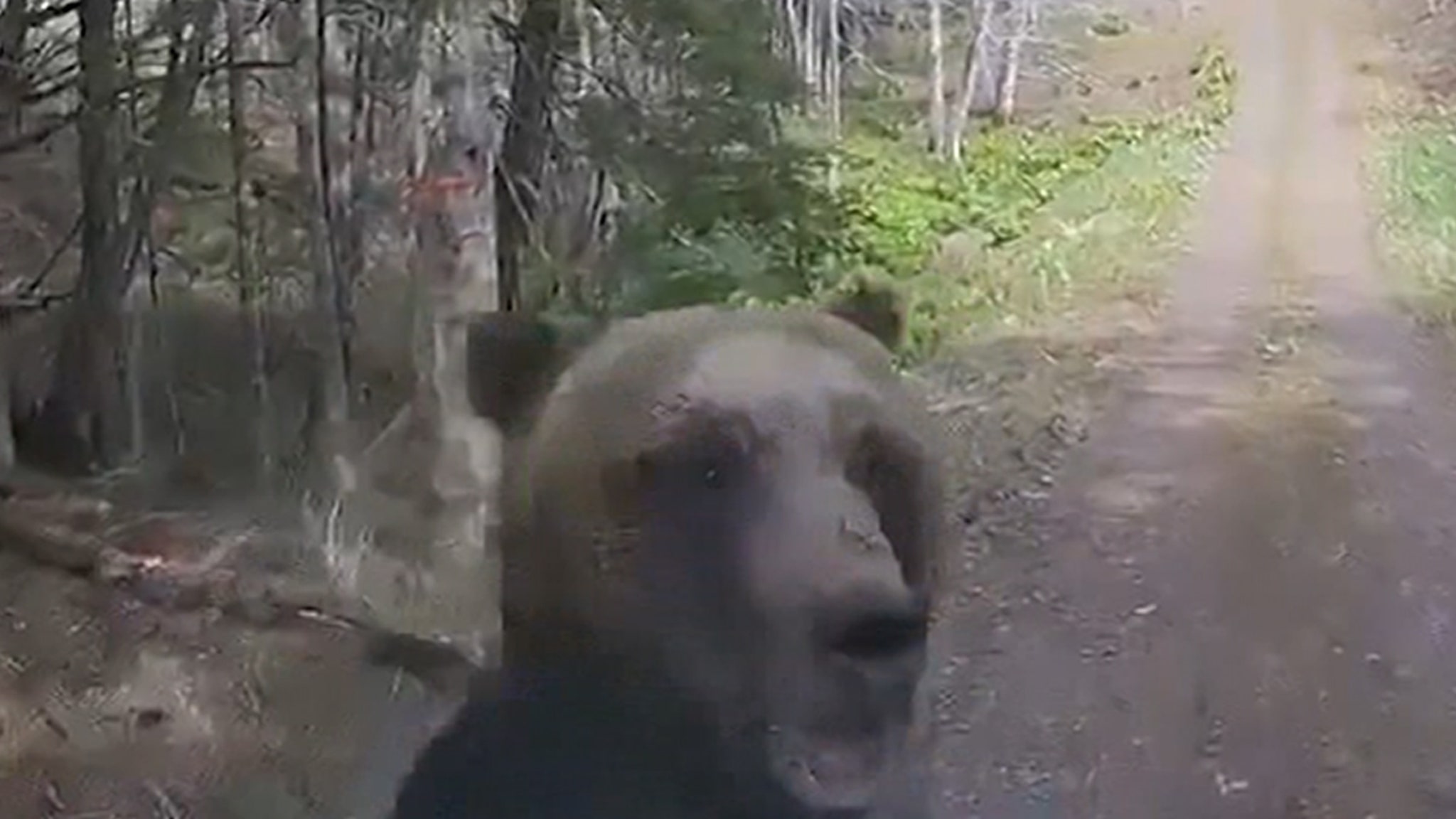 Bear Attack Caught on Video, Rushes Car and Smashes Windshield
