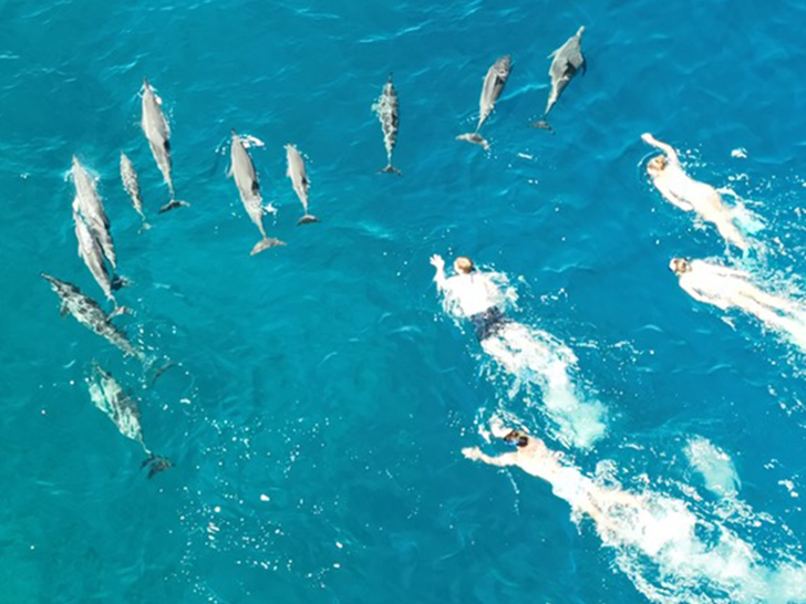 DOCARE initiated cases against a large group of swimmers, dolphins