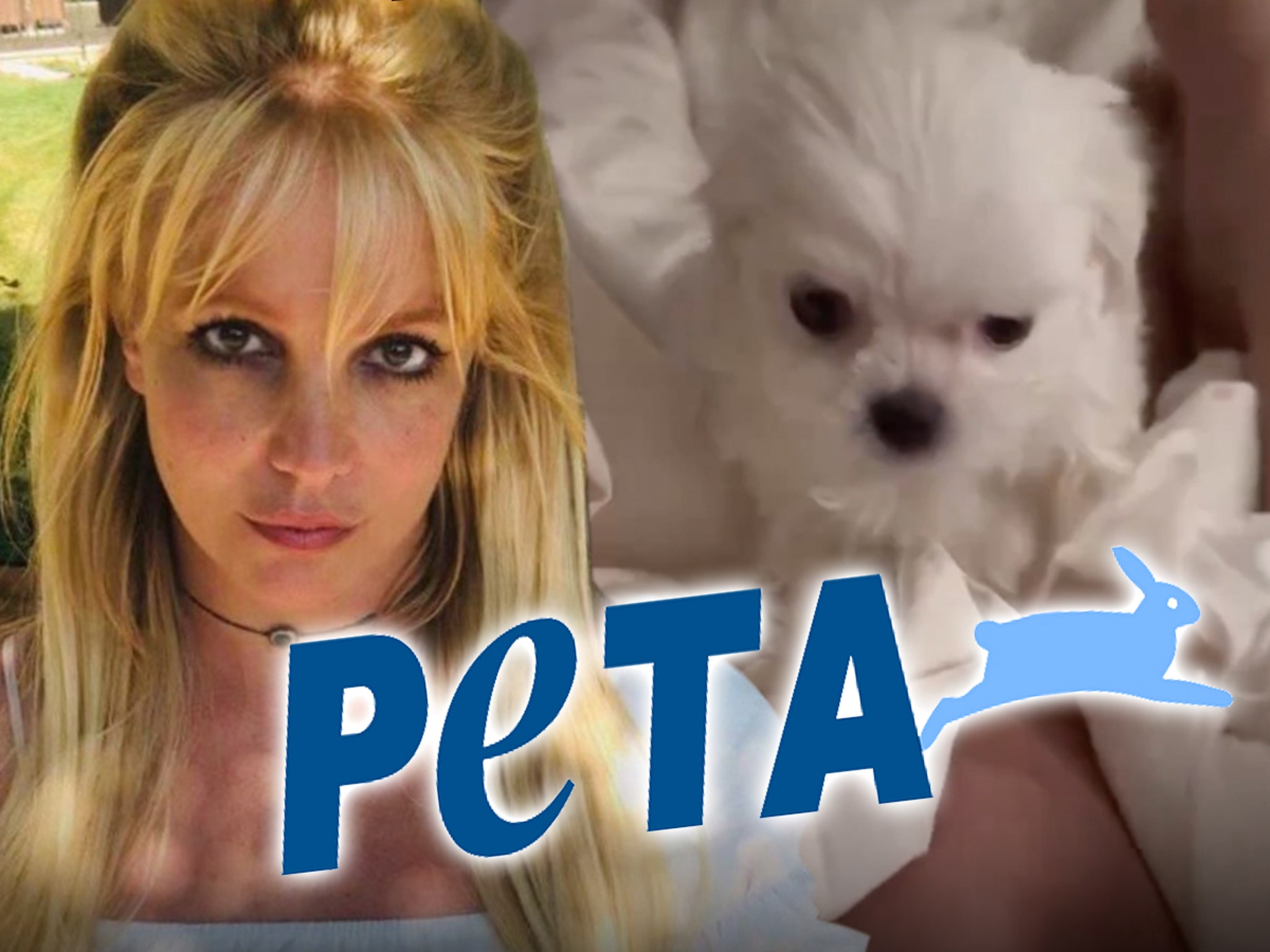 Dog Goes Viral for Howling Britney Spears's Toxic