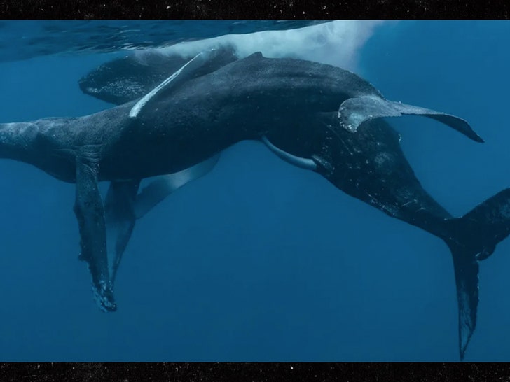 Humpback whale mating