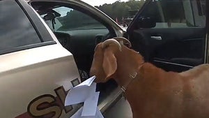 Goat Breaks Into Deputy's Patrol Car, Eats Her Paperwork!