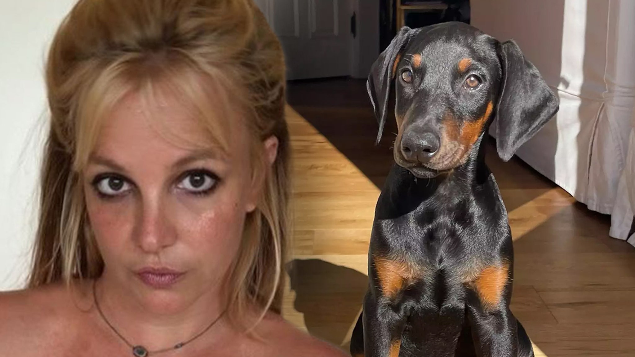 Britney Spears has been warned by animal control after a dog stung an elderly man