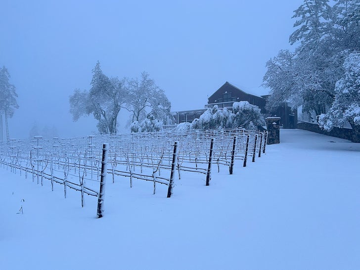 Napa Vineyard Covered In Snow