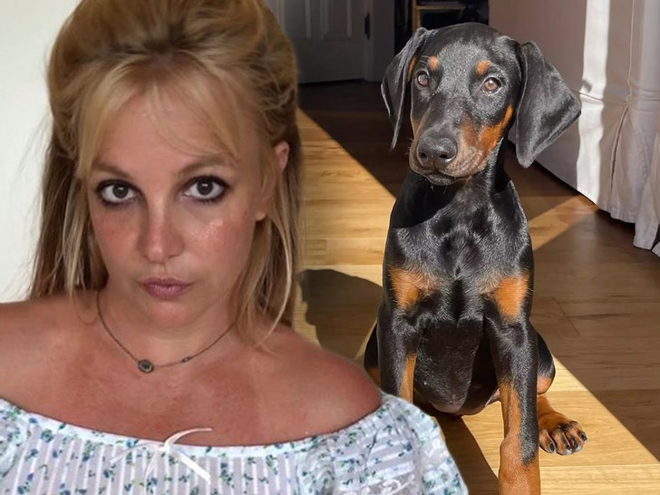 Britney Spears Warned by Animal Control After Dog Gets Out, Bites Elderly Man