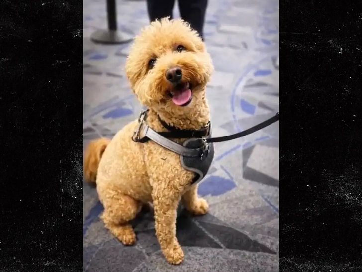 Delegado do Aeroporto Dog Departamento de Polícia Metropolitana de Las Vegas