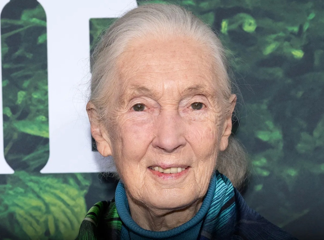 Remembering Jane Goodall 11
