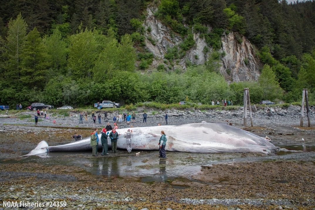 Dead Whale 0