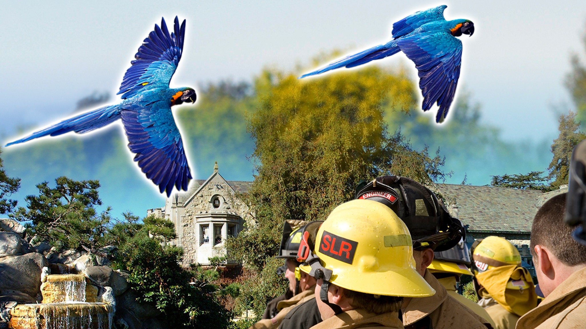 Playboy Mansion Parrot Escapes to Country Club, Firefighters Swoop In