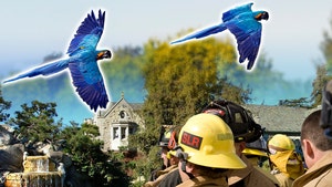 fireman playboy parrots getty 1