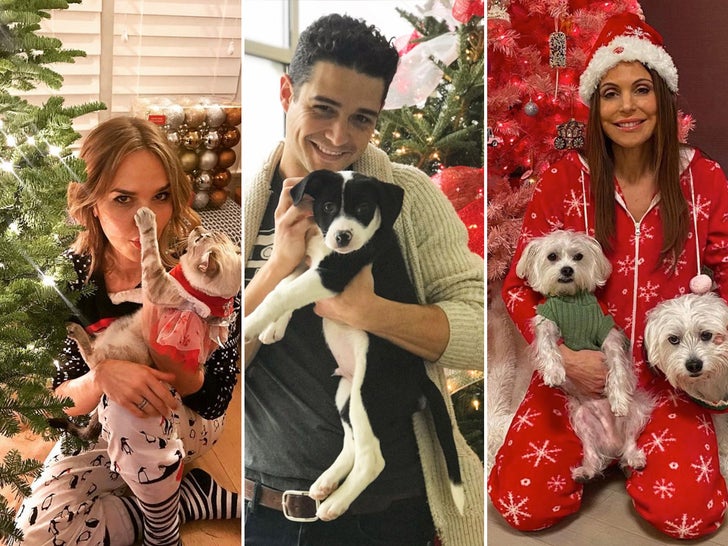Holiday Pets With Christmas Trees -- Firry Friends!