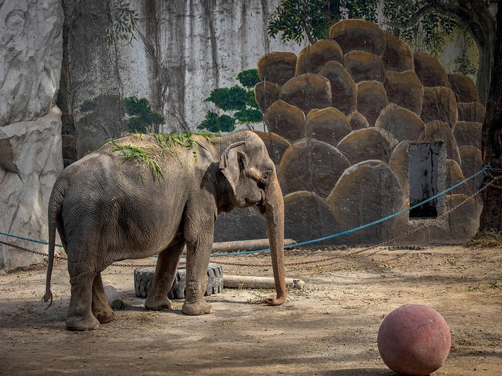 elephant at Manila Zoo getty 3