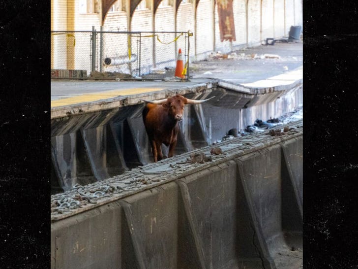 bull on the tracks NJ