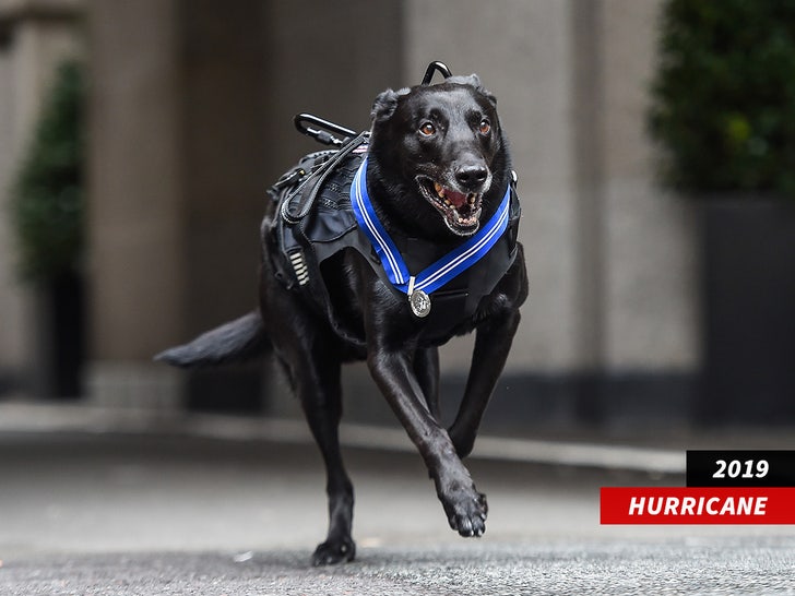 hurricane dog sub getty swipe 2.