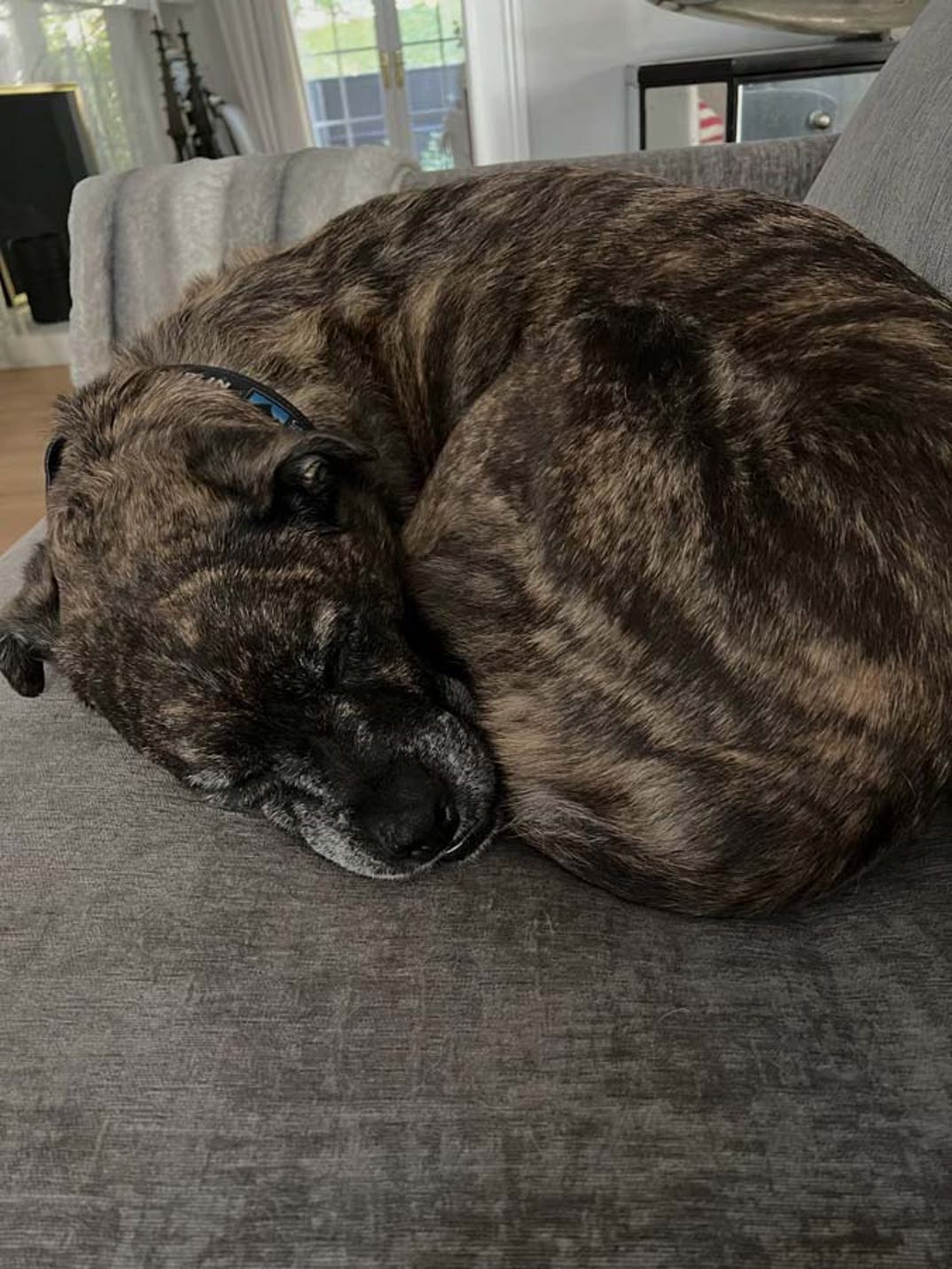 Lindsey Vonn dog