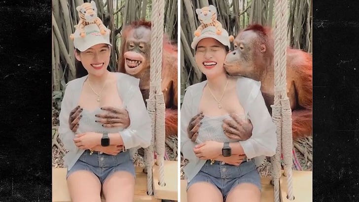 Orangutan Grabs Woman's Breasts at Zoo, Kisses Her on Video.jpg