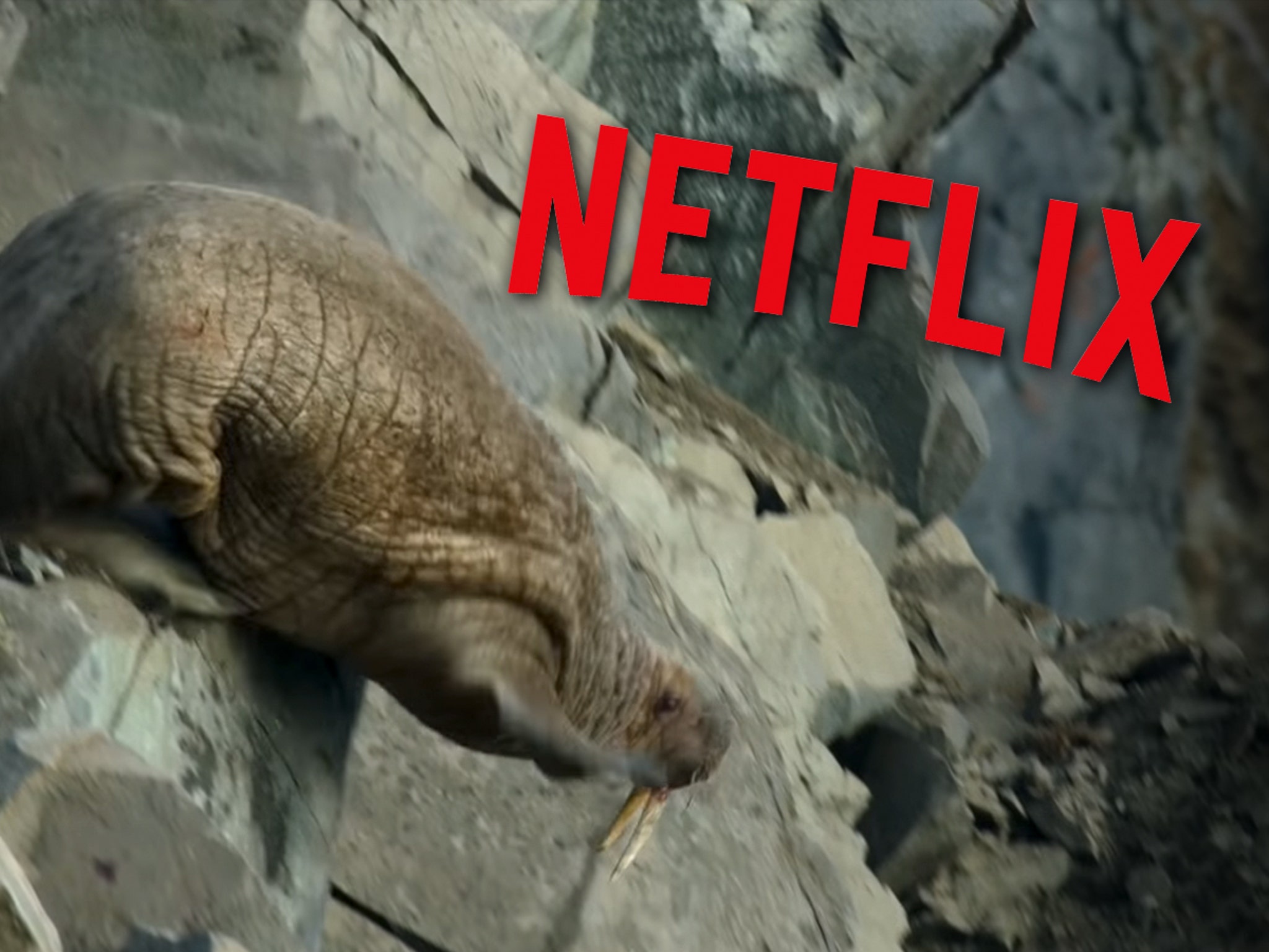 Netflix Issues Warning Over Graphic Scenes in 'Our Planet' Docuseries