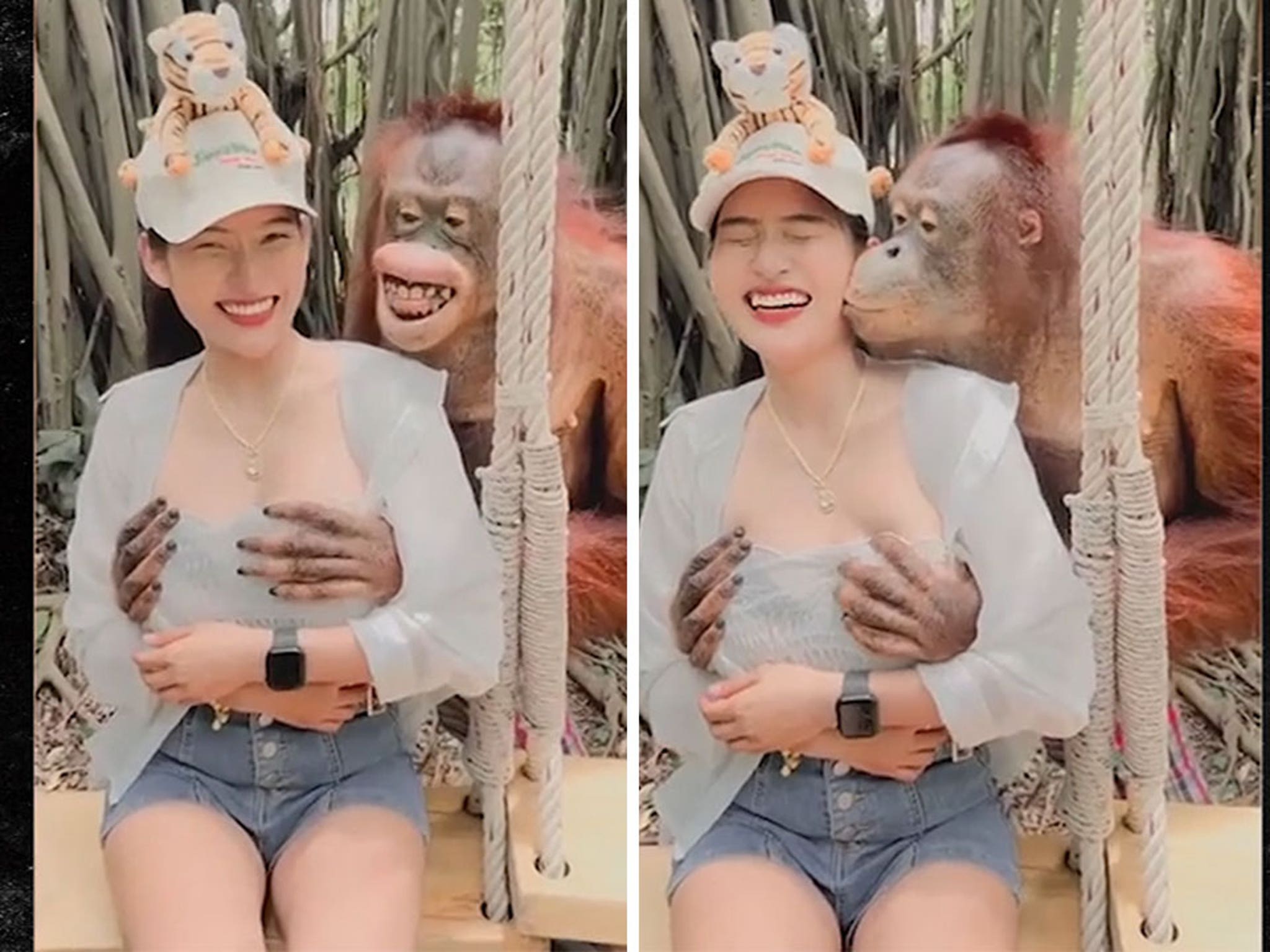 Orangutan Grabs Womans Breasts at Zoo, Kisses Her on Video picture