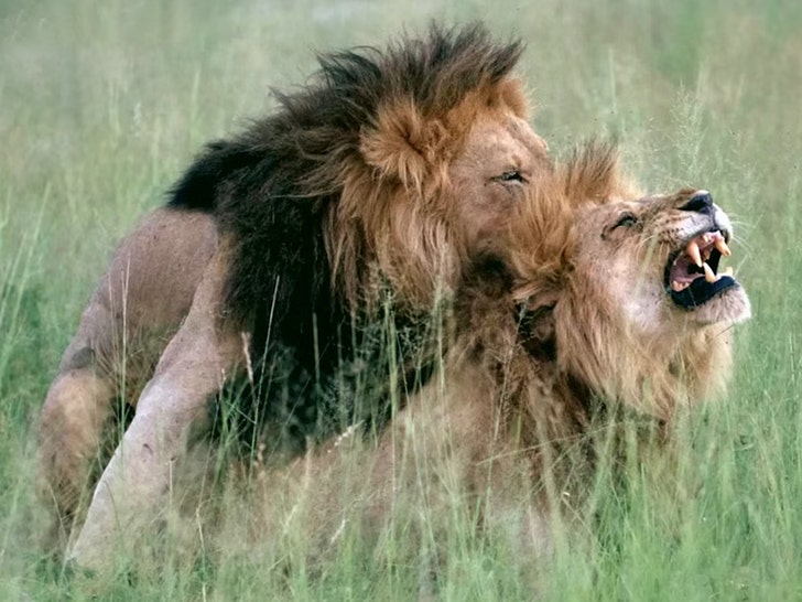 lions peacock tv