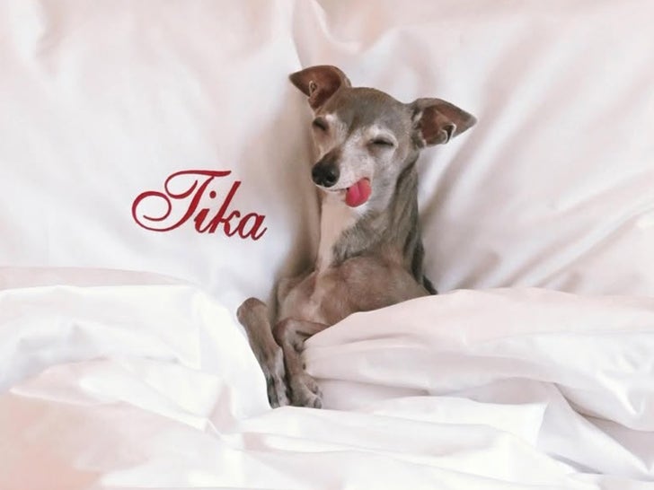 1104-Recordando-a-Tika-El-Iggy-Sub2