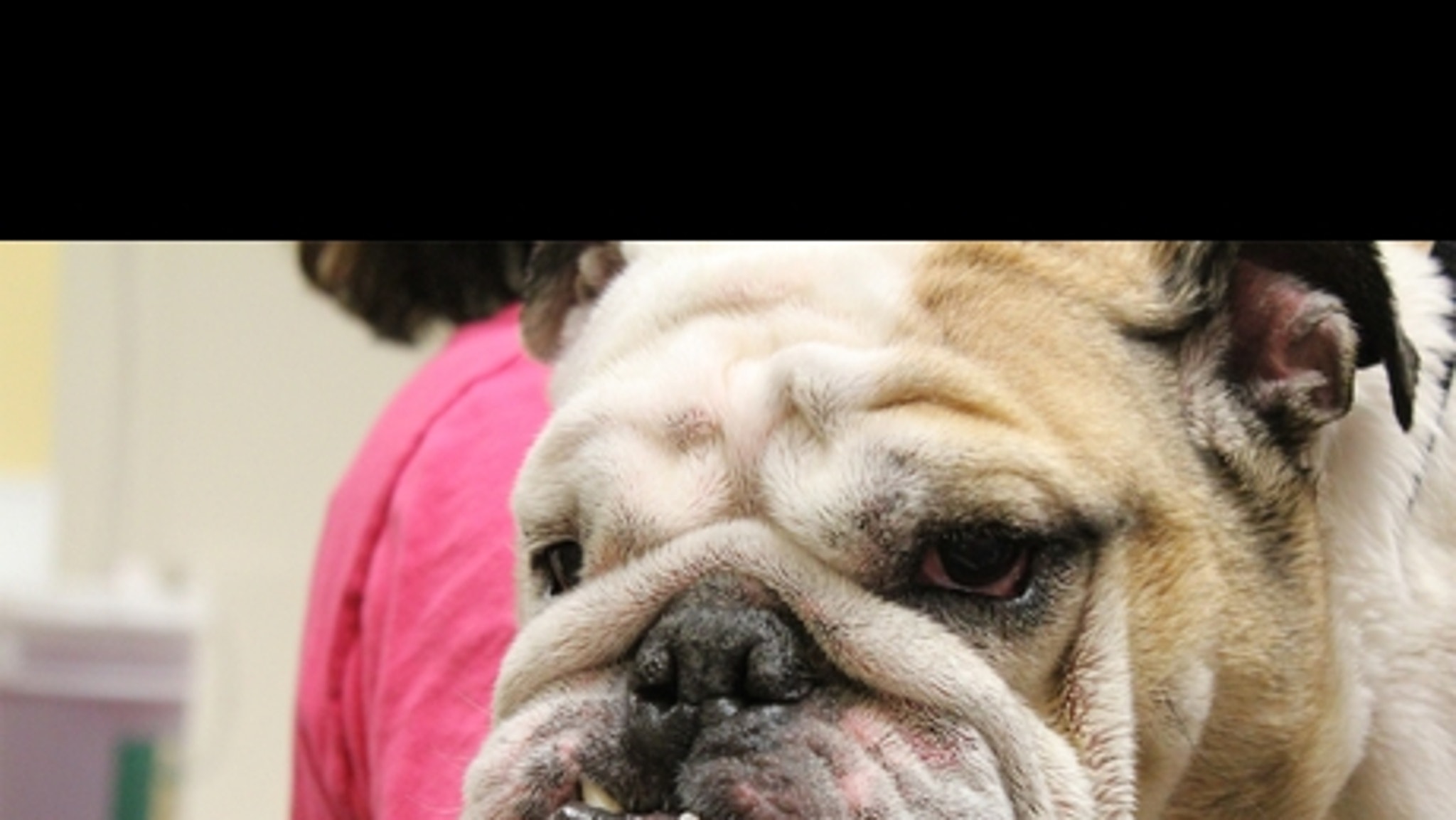 Bulldogs Ruff Day Butler Bulldogs' Blue 2 -- Ruff Life!