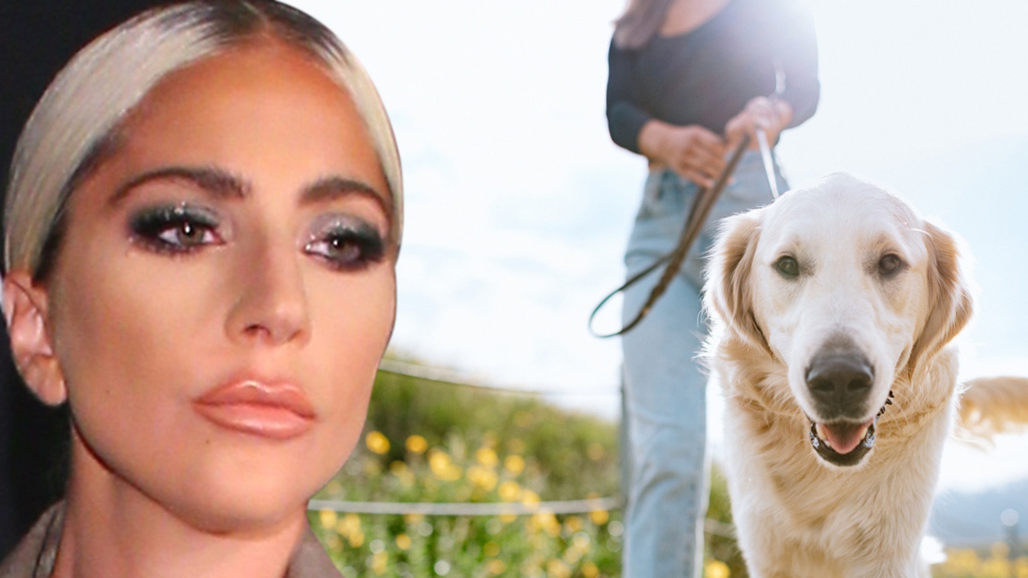 Lady Gaga kidnapping dogs watching Hollywood dog walkers Jiu-Jitsu with guns