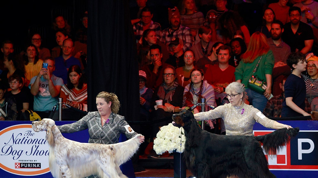 The-National-Dog-Show-Presented-by-Purina-gallery-launch-getty-1