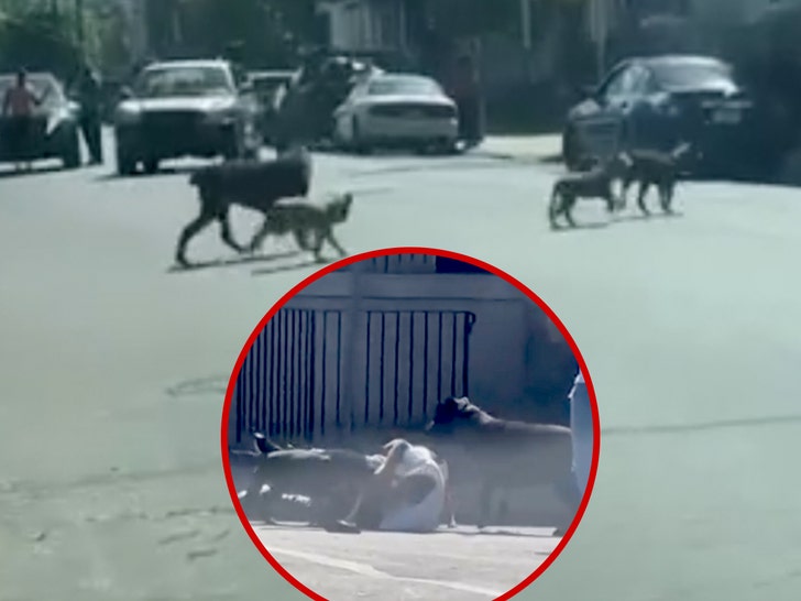 Encuentran 2 de los 3 perros involucrados en ataque en Filadelfia