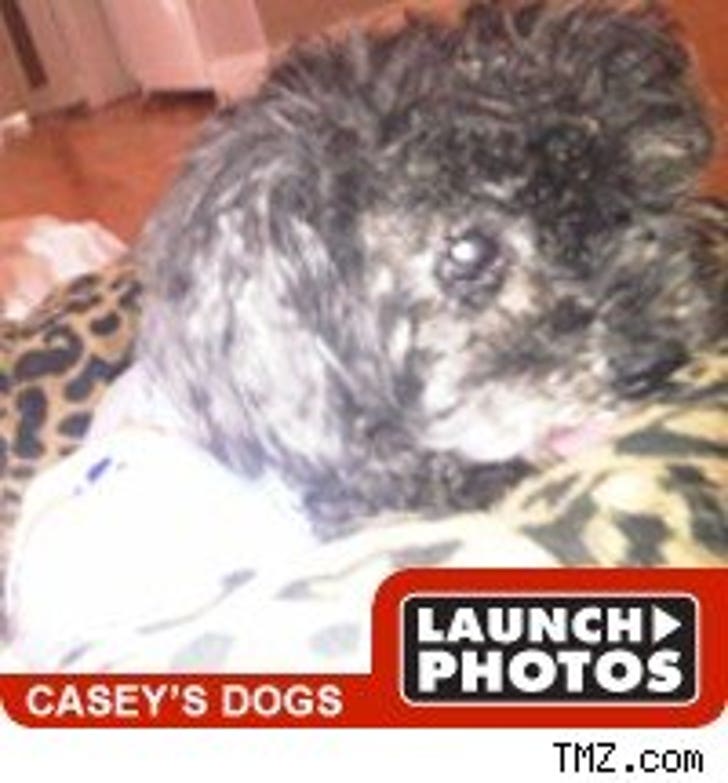 Casey Johnson's Dogs Have Left the Building :: 0107_casey_dog_200-1