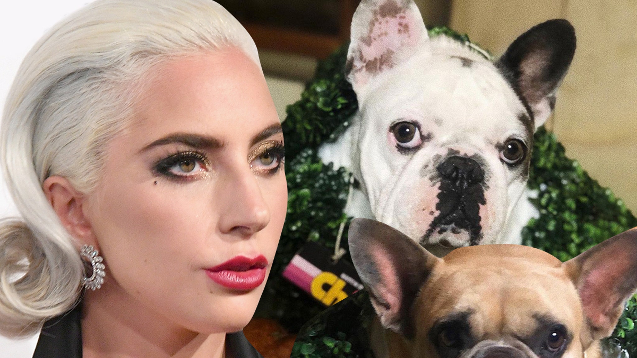 Lady Gaga Dognappers may have chosen the singer as a rescue target