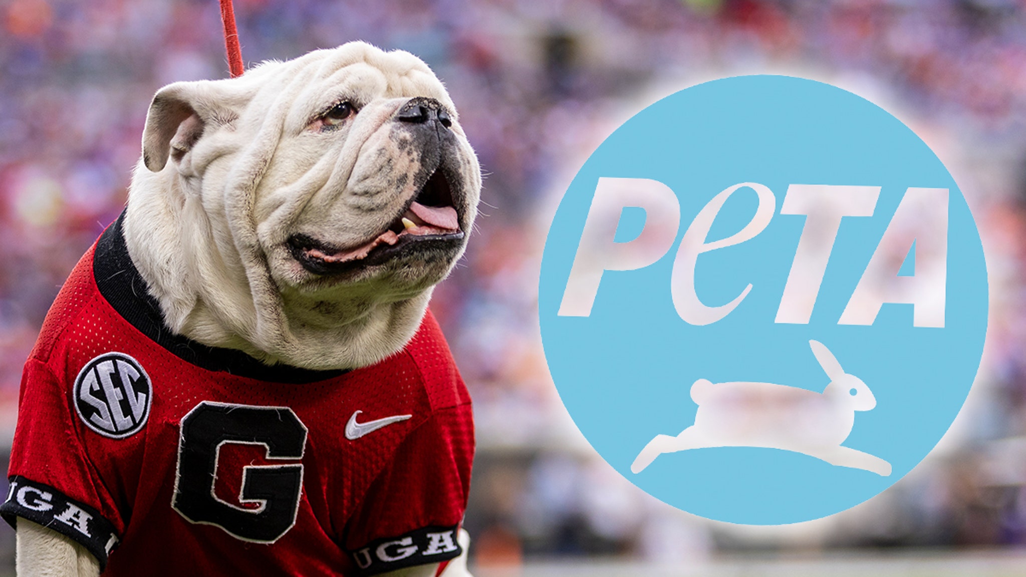 PETA exhorte les Georgia Bulldogs à retirer la mascotte en direct “Uga”