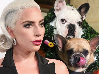 0226-lady gaga dogs getty