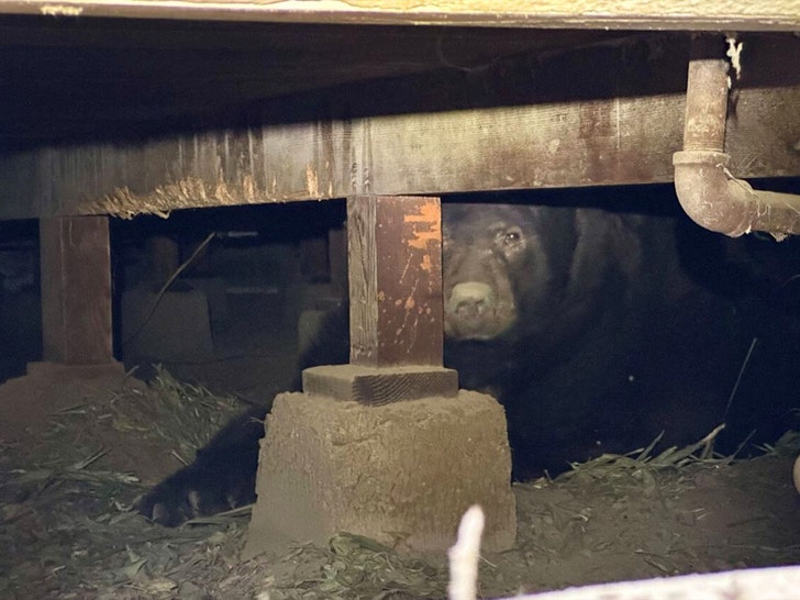 525 lb Bär unter evakuiertem Haus in Altadena gefunden