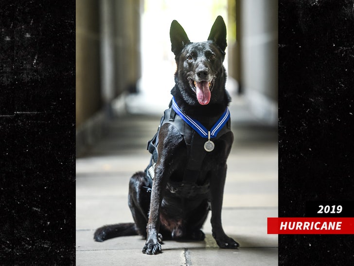 hurricane dog sub getty swipe