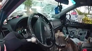 raccoon-drugs-primary-05-06-2025