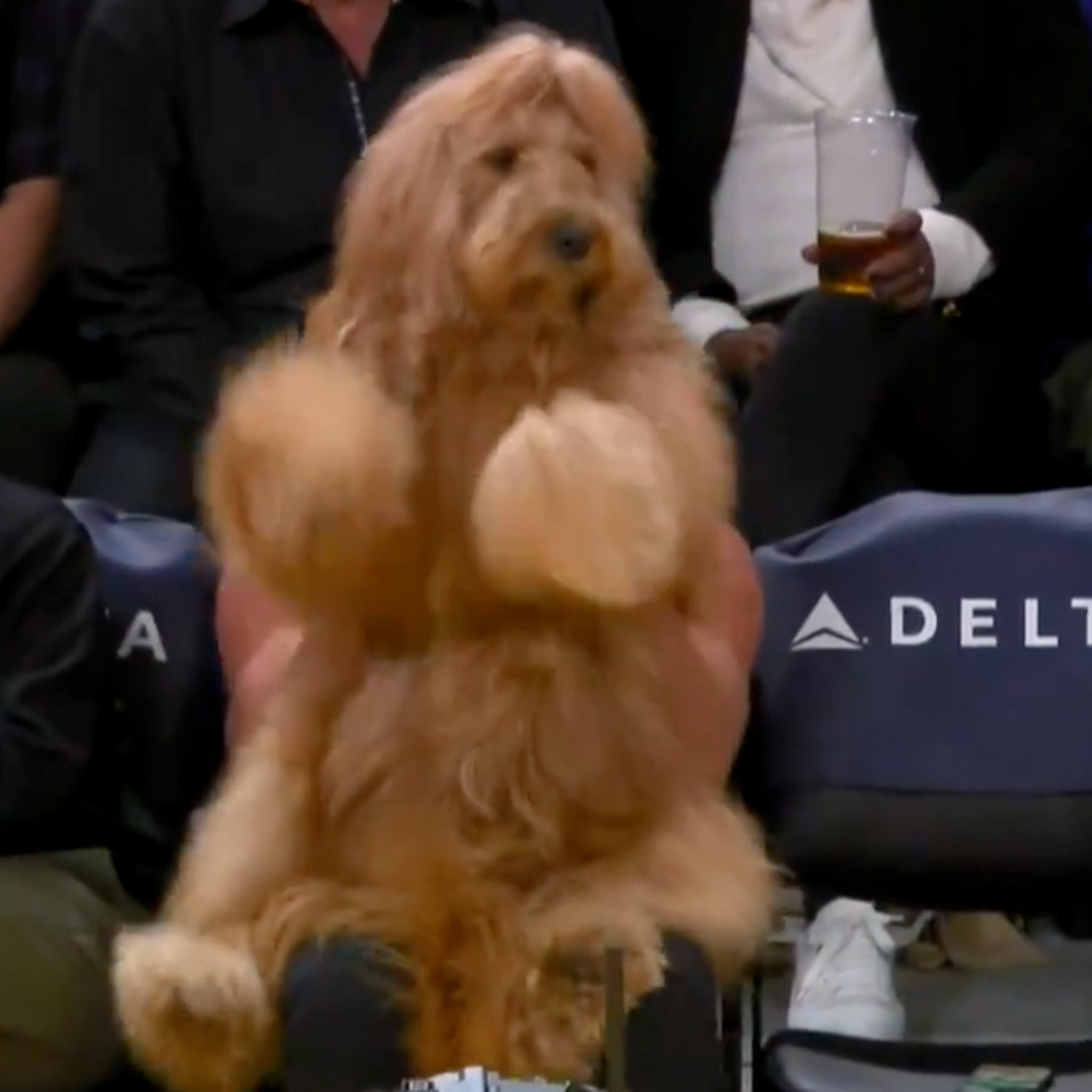 Instagram Famous Dog Fetches Courtside Seat At Lakers Game Dances